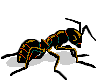 Ant picture