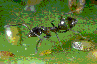 Ant picture