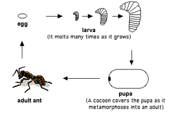 Ant life cycle