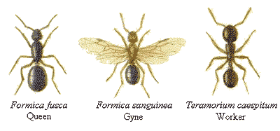 Ants - queen - gyne - worker ant